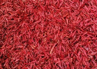 Άνυδρα ολόκληρα κόκκινα πιπέρια XingLong τσίλι ματιών πουλιών του Tientsin ξηρά